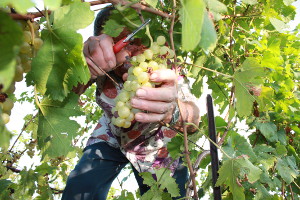 Vendanges manuelles